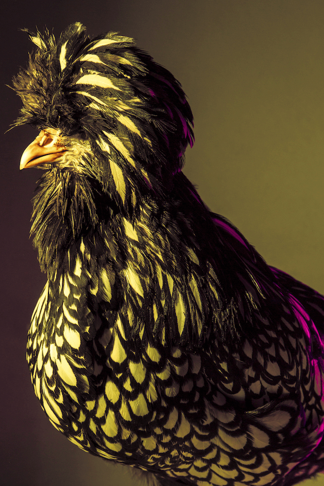 巴尼諾《時髦雞》。圖取自The_Photographer_5。.png