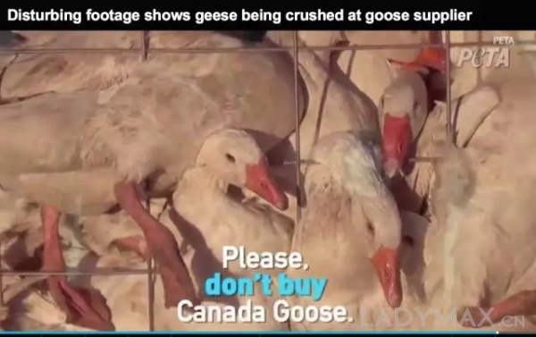 PETA再曝Canada_Goose虐待動物但仍難擋消費者對其羽絨服的瘋狂追捧(6).jpg