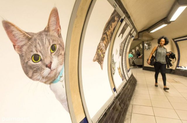 貓咪現身倫敦克拉珀姆公園站。圖／取自_TYPOS。.jpg