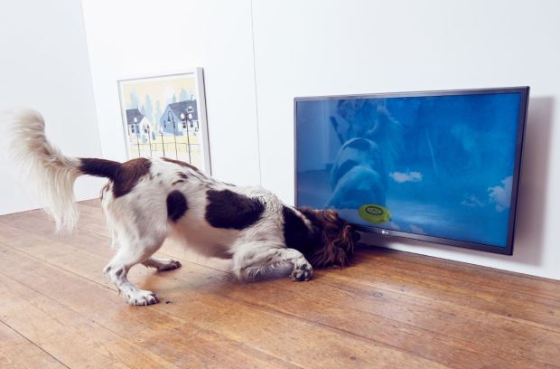 專為狗狗設計的當代藝術展。圖片取自artnet_。.jpg