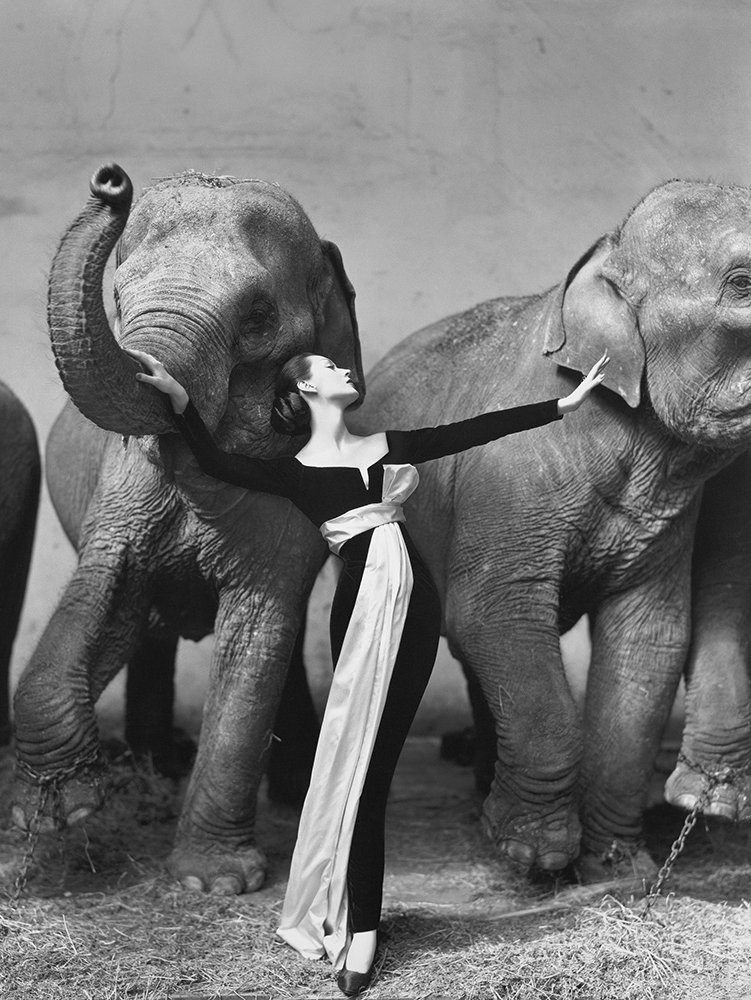 Dovima_with_elephants.jpg