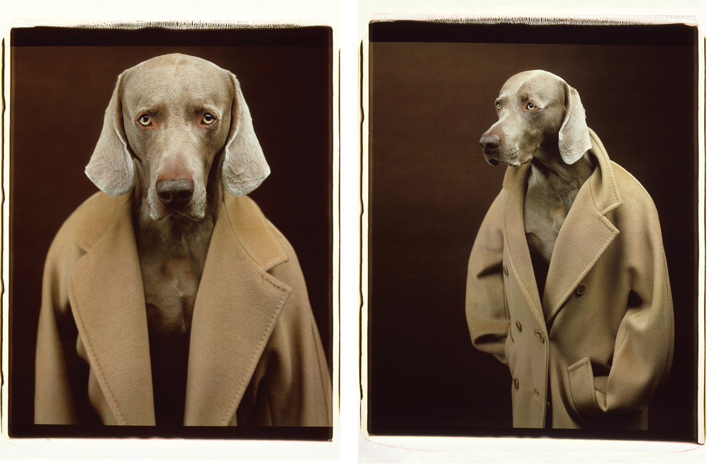 攝影師威廉魏格曼William_Wegman再度為愛犬披上大衣　攜手時尚品牌Max_Mara在美舉辦攝影展_mix1.jpg