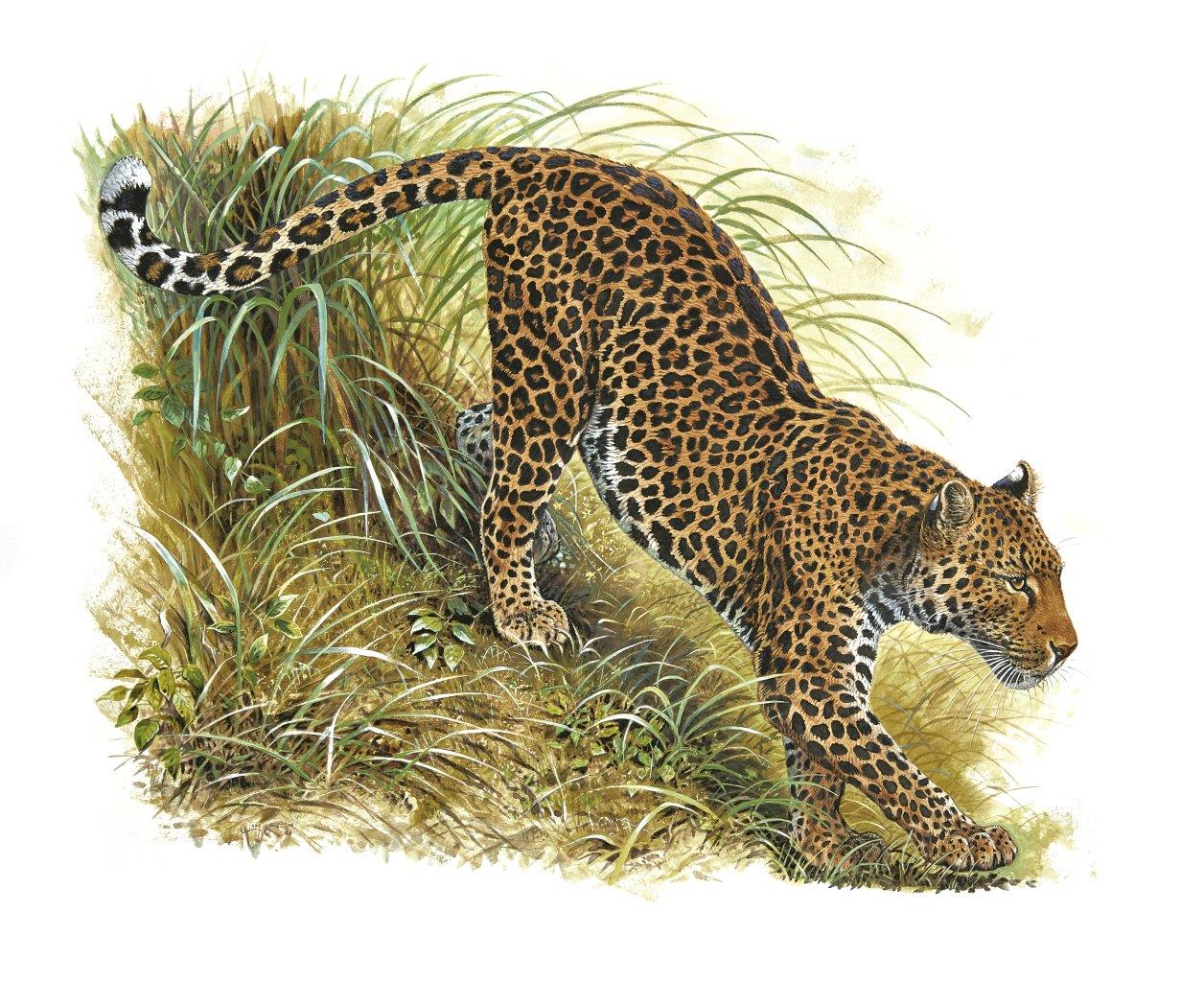 愛馬仕為合作畫師開畫展 《野性與脆弱》一窺Robert Dallet筆下的迷人大貓