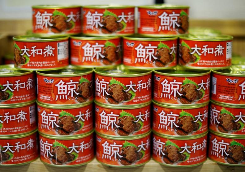 對於保育，他們比較在乎私慾_鯨豚最懼怕的夢魘！日本重啟商業捕鯨的悲歌(5).jpg