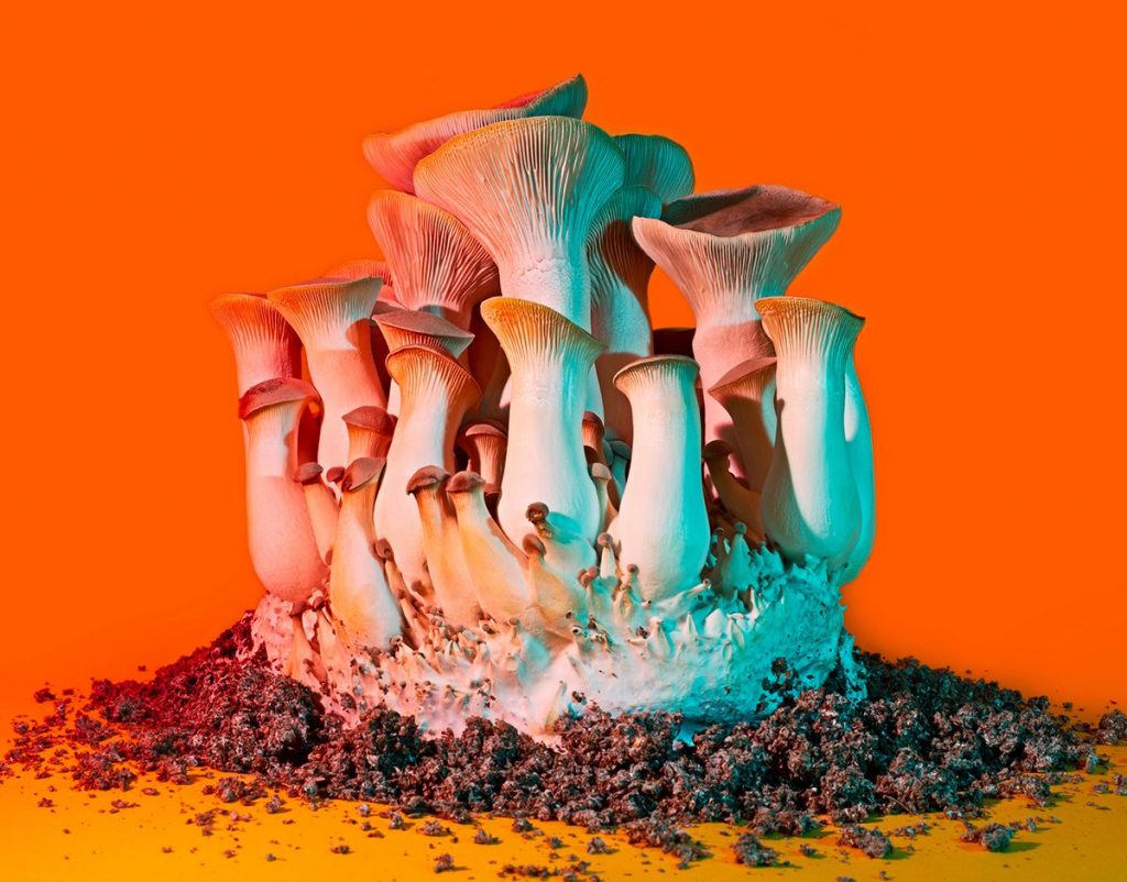 各異其趣：食物攝影師_Phyllis_Ma_鏡頭下的奇幻蘑菇世界(1).jpg