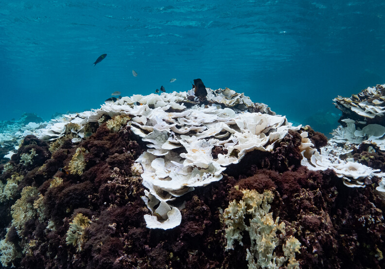 美國海洋暨大氣總署示警：台灣正面臨20年來最大規模珊瑚白化危機-05.jpg