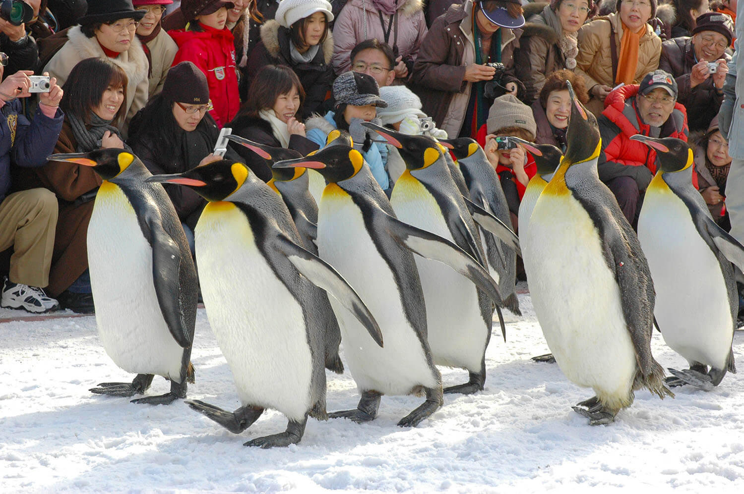 想幫企鵝減肥竟意外成為超人氣秀！那些一度可能消失的北海道熱門景點5.jpg