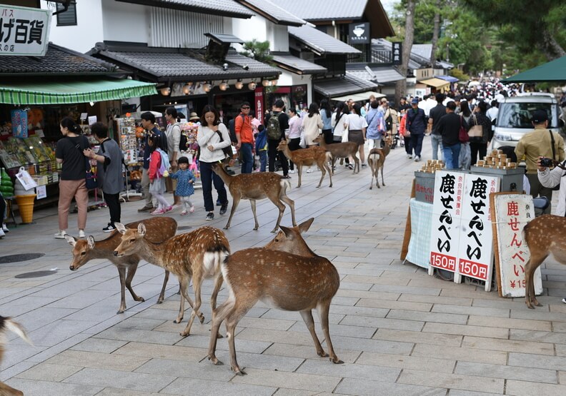 遊客驟減、沒鹿餅可吃！日本奈良鹿群異常消瘦-沒了人為干擾，梅花鹿開始正常自然飲食(2).jpg
