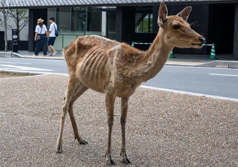 遊客驟減、沒鹿餅可吃！日本奈良鹿群異常消瘦-沒了人為干擾，梅花鹿開始正常自然飲食(1).jpg