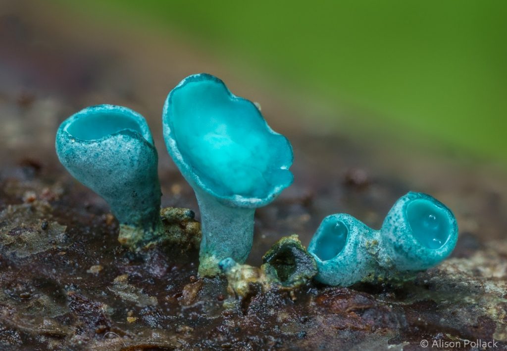 超微距攝影拍出蘑菇與粘菌的花花世界–Alison_Pollack_(3).jpg