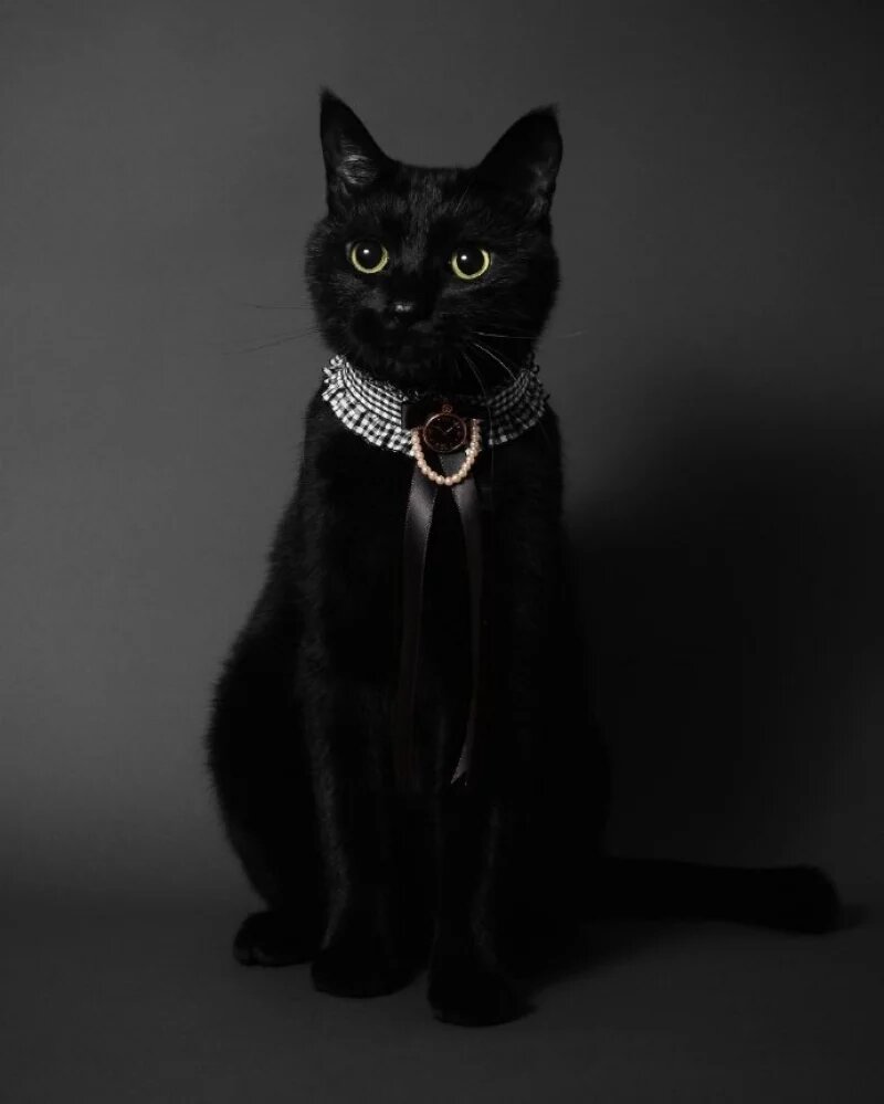 超高顏值「黑貓」被主人縫製各式領結，優雅時尚到爆紅出喵喵專屬寫真書！(1).jpg