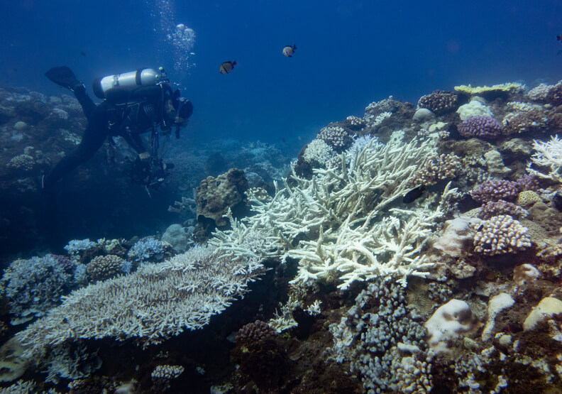 美國海洋暨大氣總署示警：台灣正面臨20年來最大規模珊瑚白化危機-01.jpg