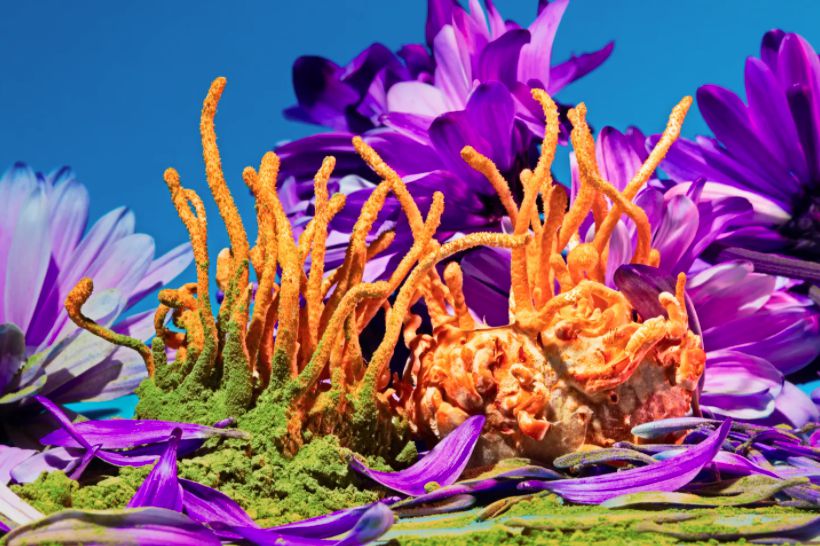 各異其趣：食物攝影師_Phyllis_Ma_鏡頭下的奇幻蘑菇世界(7).jpg