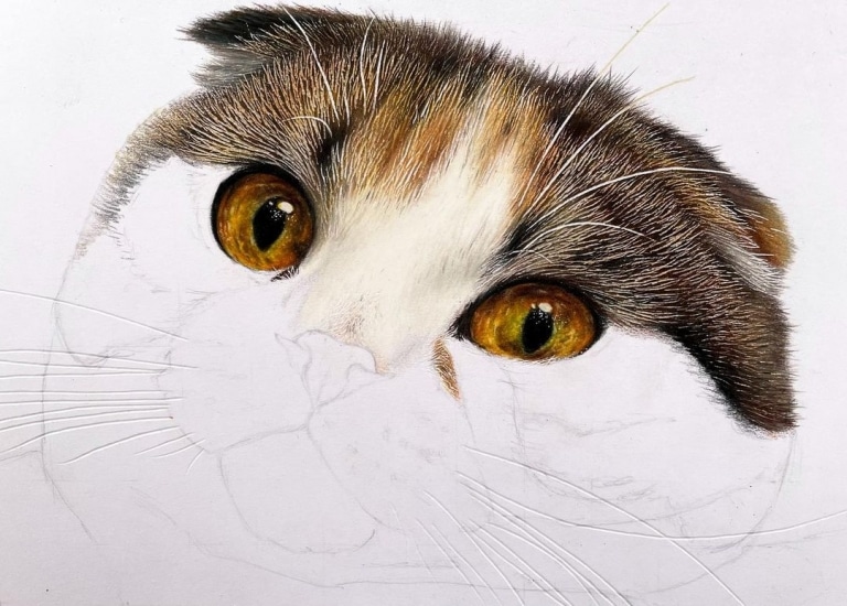 色鉛筆畫出來的照片！日本藝術家工藤陽輝的超寫實貓咪繪畫(5).jpg