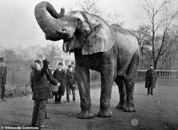 太悲傷！迪士尼《小飛象》真正歷史原型　被譽為「世界上最著名大象」卻度過最悽慘的一生⋯_(4).jpg