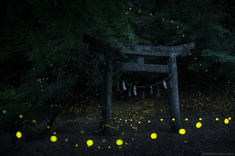 攝影師Daniel_Kordan_：讓螢火蟲的琉璃光氤氳漫起(1).jpg