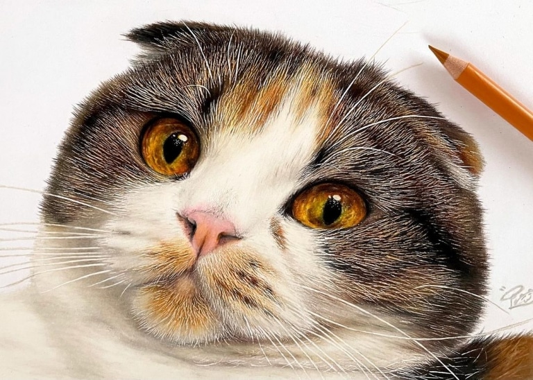 色鉛筆畫出來的照片！日本藝術家工藤陽輝的超寫實貓咪繪畫(6).jpg