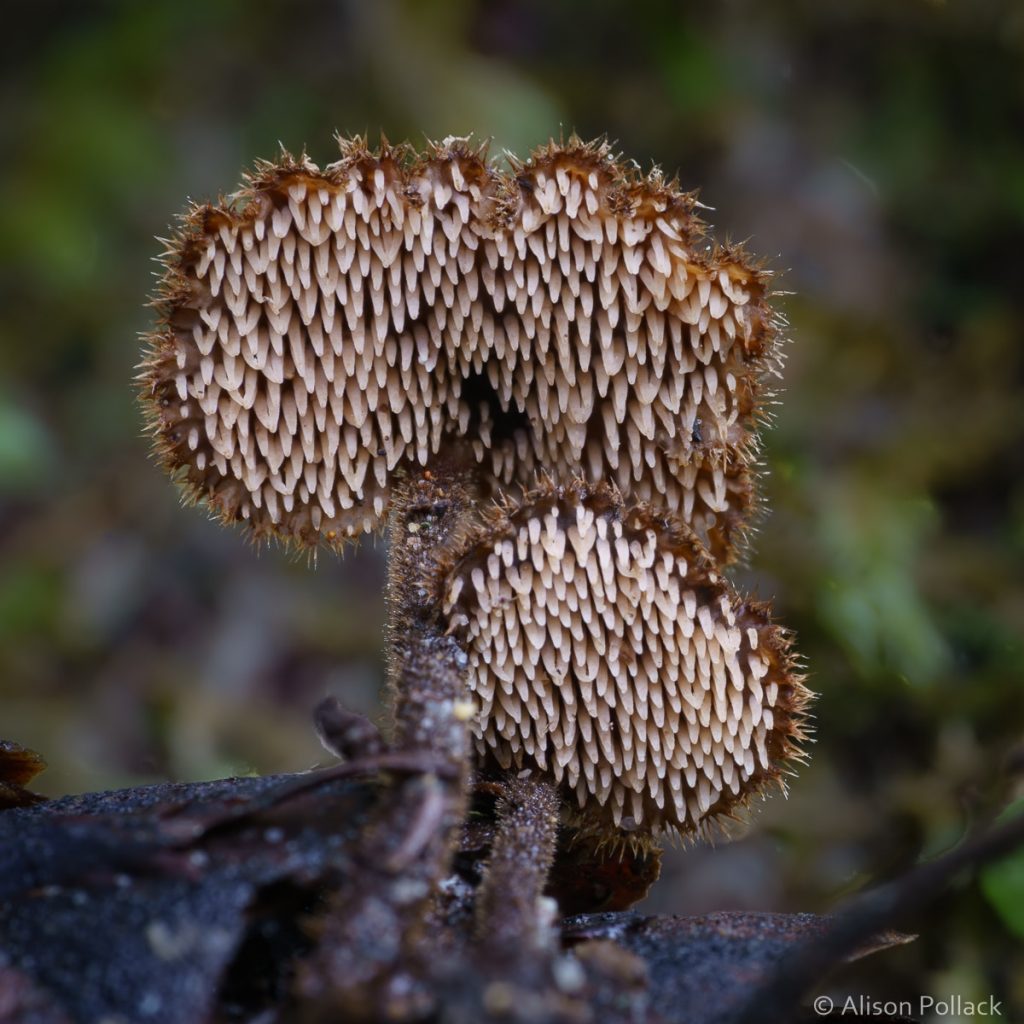 超微距攝影拍出蘑菇與粘菌的花花世界–Alison_Pollack_(7).jpg