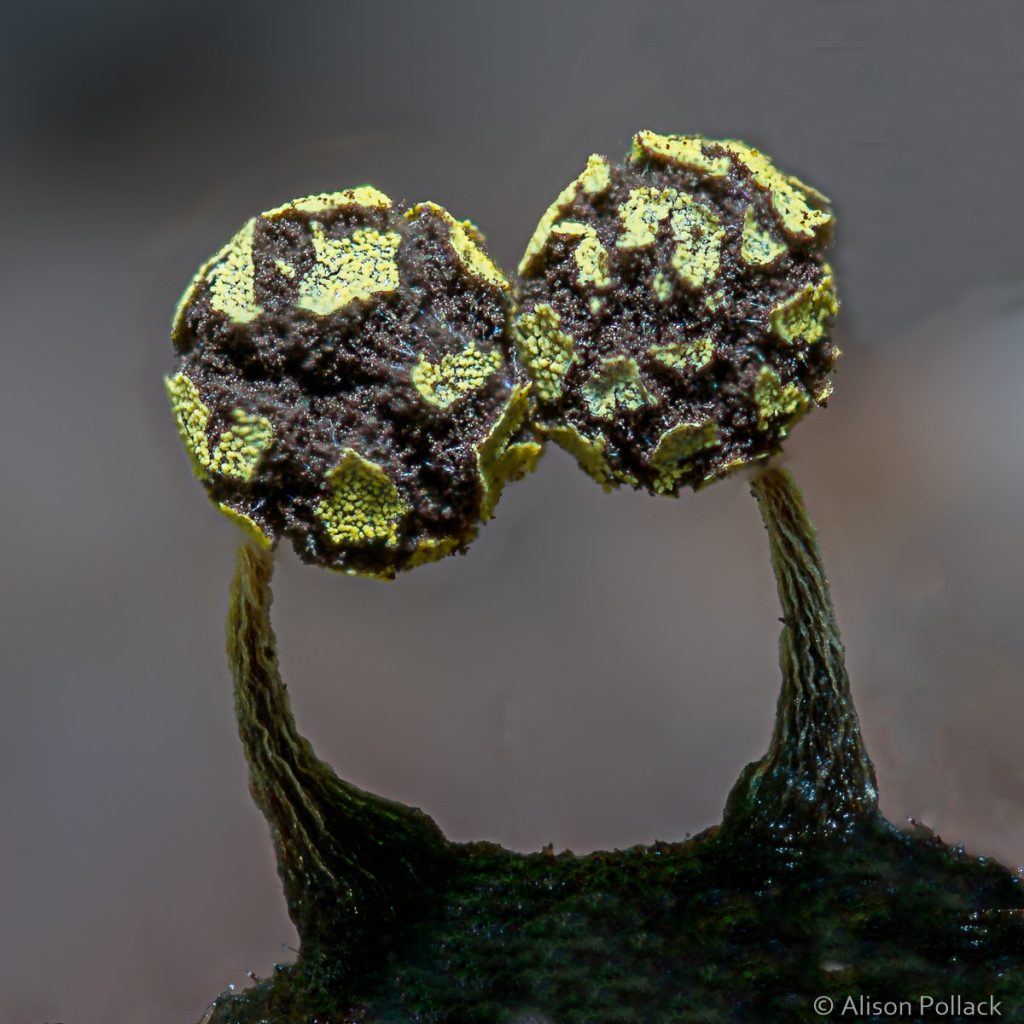 超微距攝影拍出蘑菇與粘菌的花花世界–Alison_Pollack_(10).jpg