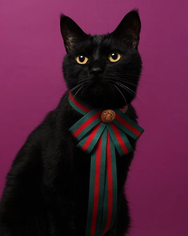 超高顏值「黑貓」被主人縫製各式領結，優雅時尚到爆紅出喵喵專屬寫真書！(3).jpg