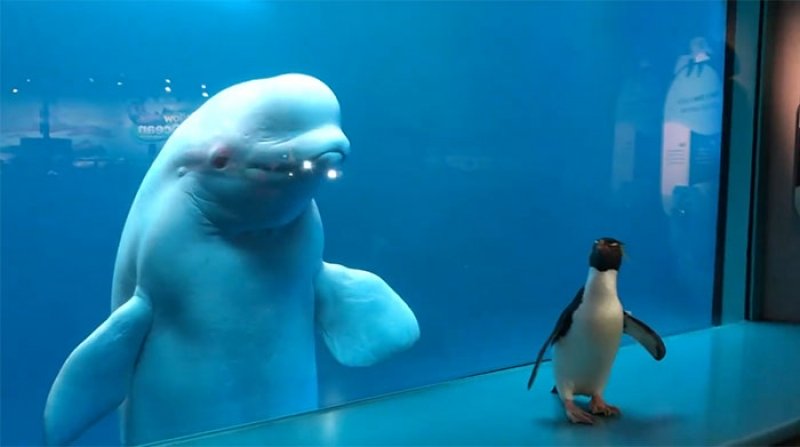 人類遊客驟減！美國水族館放出小企鵝當「觀光客」，與白鯨初次見面時刻超驚奇！_(2).jpg