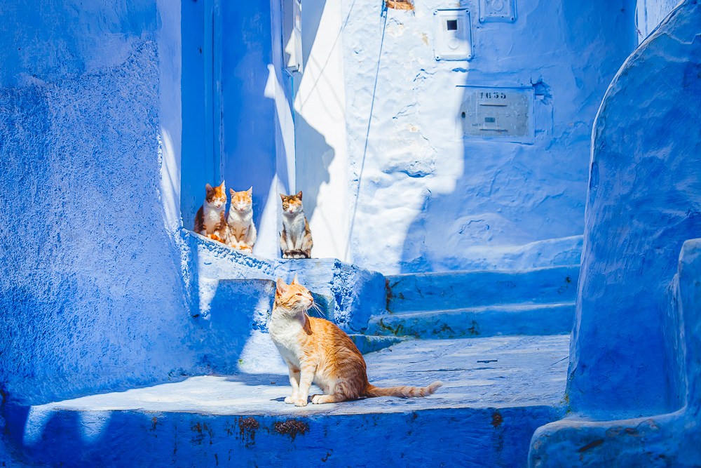 全城盡是迷人的藍色！BBC譽為「人間天堂」的摩洛哥百年祕境山城舍夫沙萬Chefchaouen(11).jpg