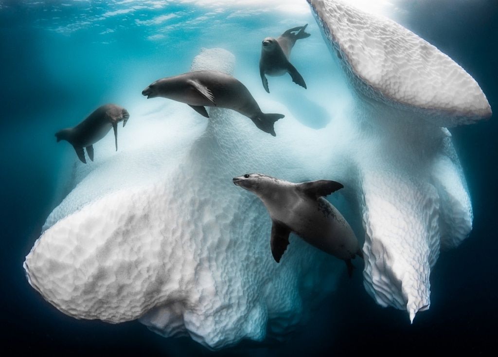 神秘冰山中，有海豹嬉遊──錫耶納國際攝影大賽演示2020仍然美好豐盛(1).jpg