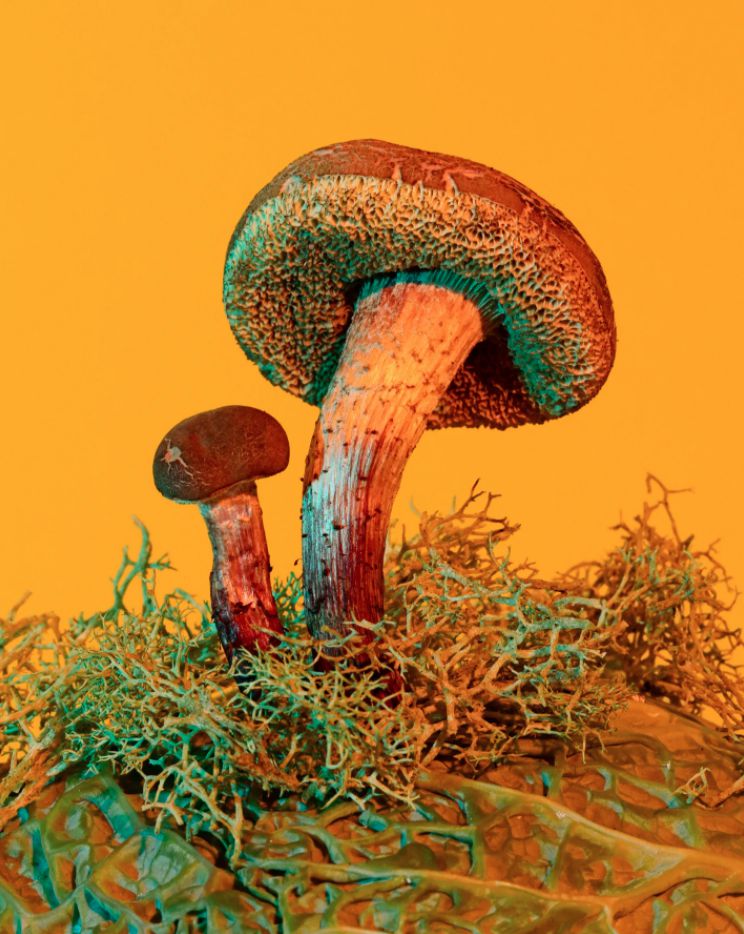 各異其趣：食物攝影師_Phyllis_Ma_鏡頭下的奇幻蘑菇世界(5).jpg