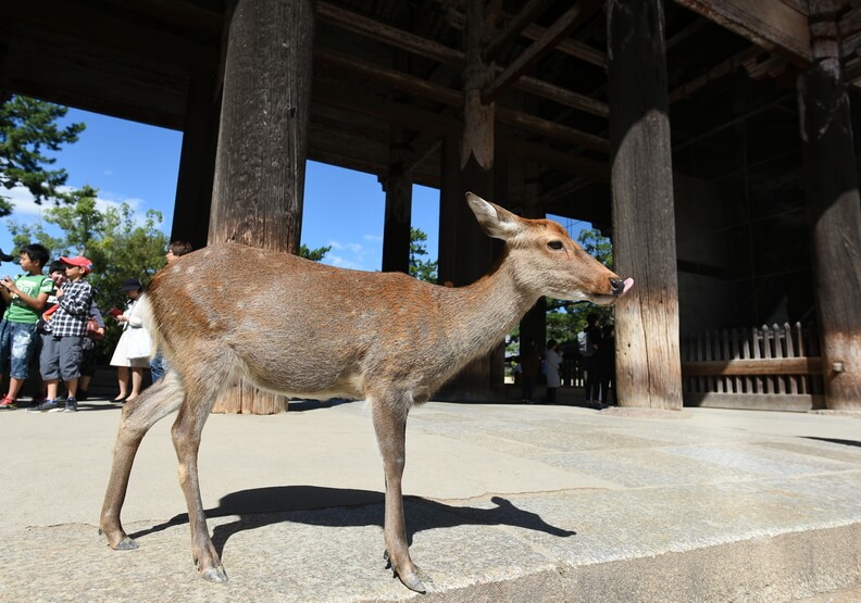 遊客驟減、沒鹿餅可吃！日本奈良鹿群異常消瘦-沒了人為干擾，梅花鹿開始正常自然飲食(4).jpg