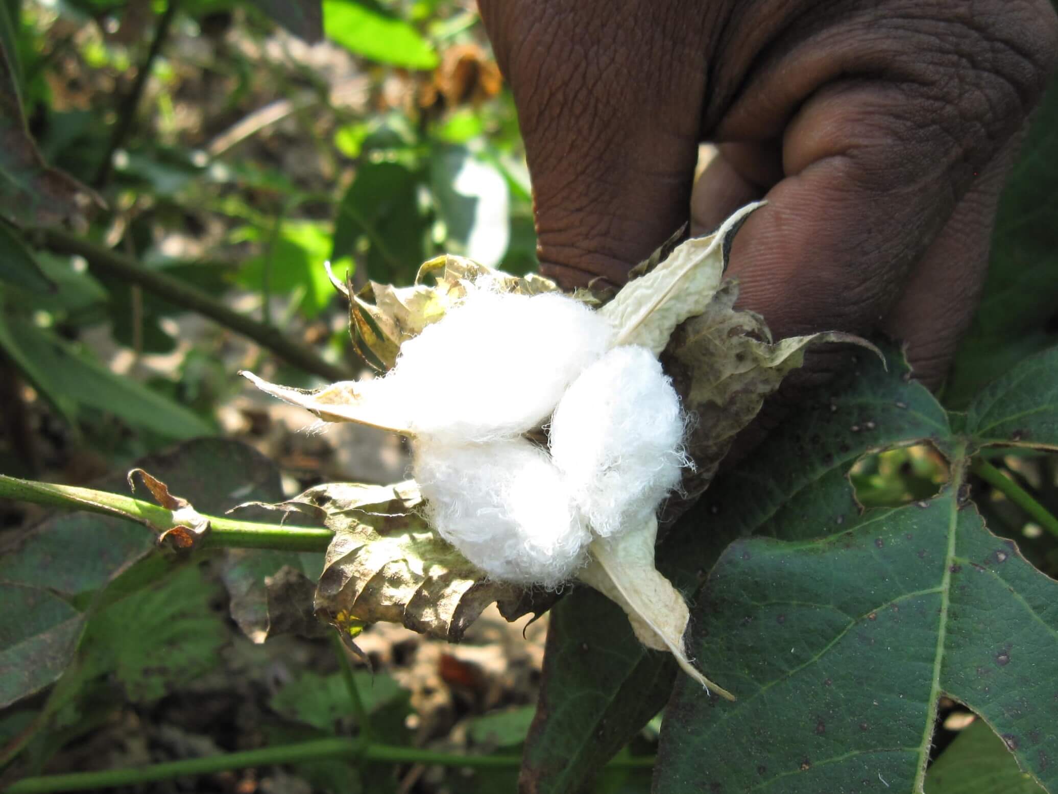 蘇文棉是天然纖維的贊禮由印度超長棉與西印度夢幻海島棉混種而成_(2).jpg