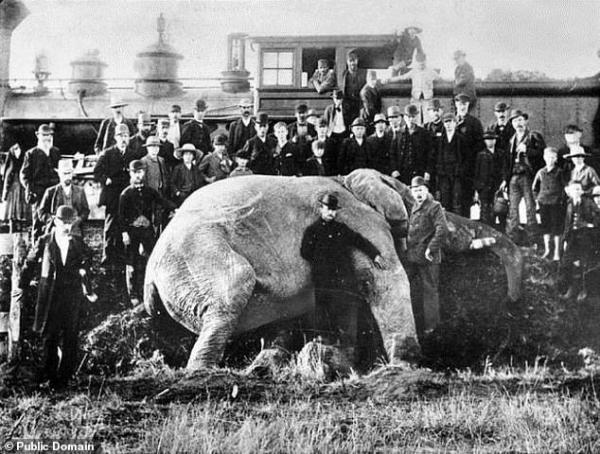 太悲傷！迪士尼《小飛象》真正歷史原型　被譽為「世界上最著名大象」卻度過最悽慘的一生⋯_(1).jpg