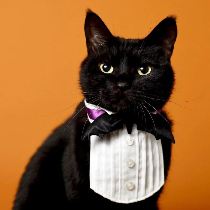 超高顏值「黑貓」被主人縫製各式領結，優雅時尚到爆紅出喵喵專屬寫真書！(4).jpg