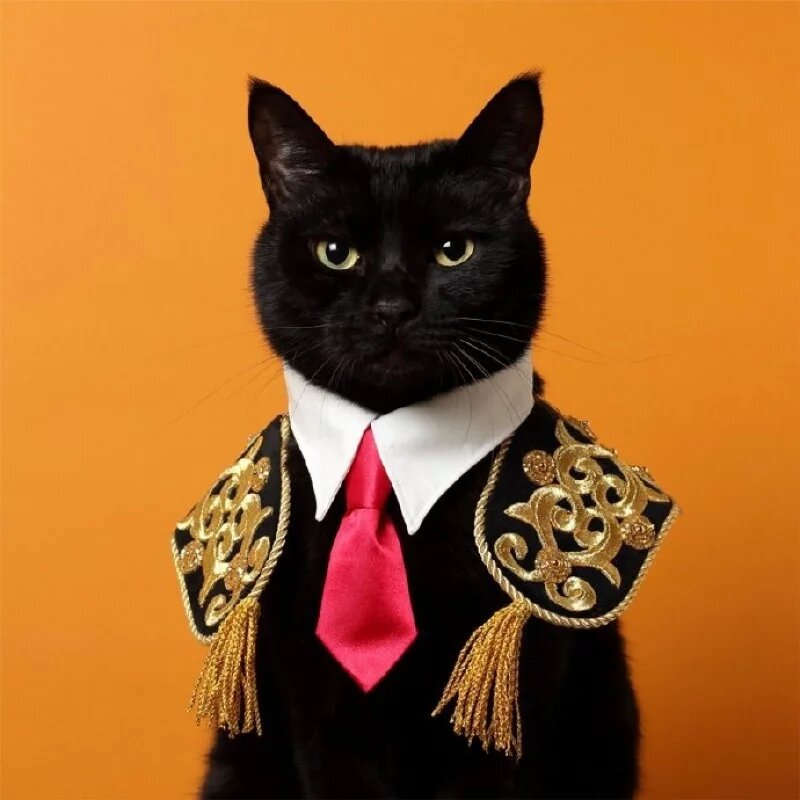 超高顏值「黑貓」被主人縫製各式領結，優雅時尚到爆紅出喵喵專屬寫真書！(5).jpg
