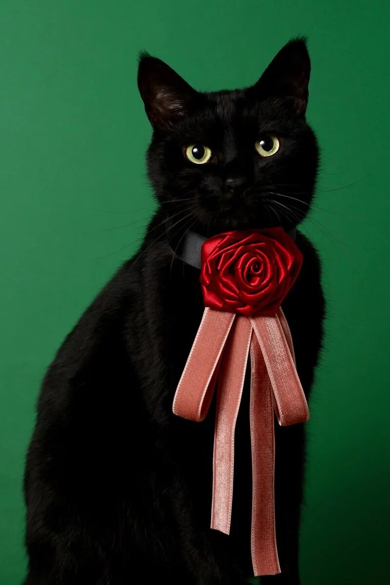 超高顏值「黑貓」被主人縫製各式領結，優雅時尚到爆紅出喵喵專屬寫真書！(2).jpg