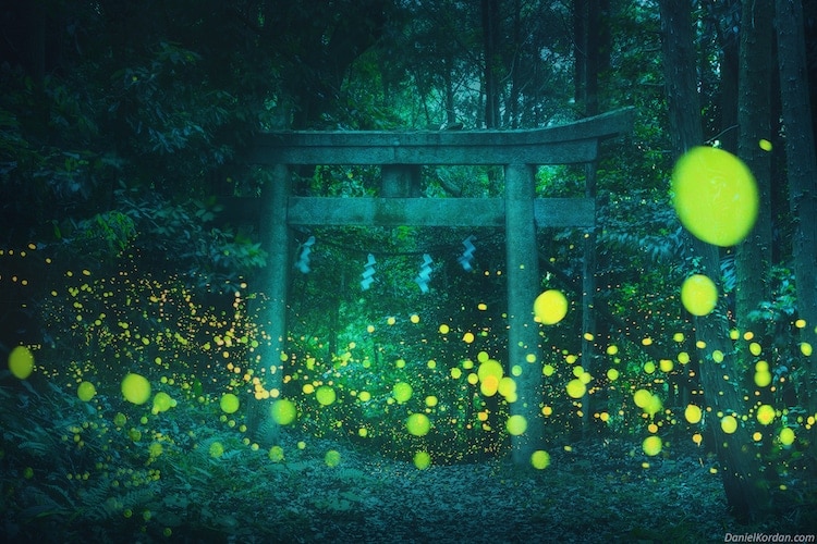 攝影師Daniel_Kordan_：讓螢火蟲的琉璃光氤氳漫起(4).jpg