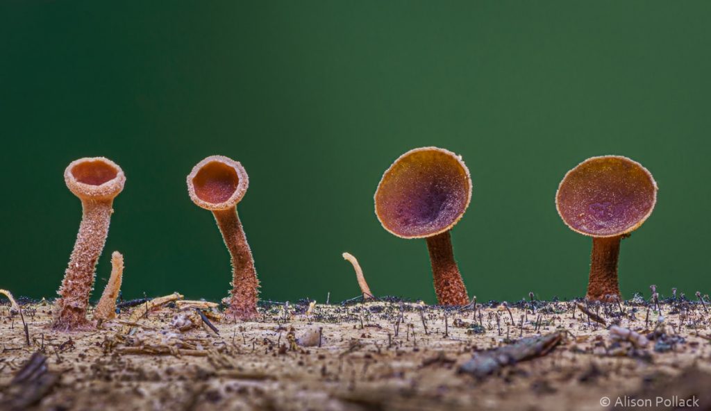 超微距攝影拍出蘑菇與粘菌的花花世界–Alison_Pollack_(9).jpg