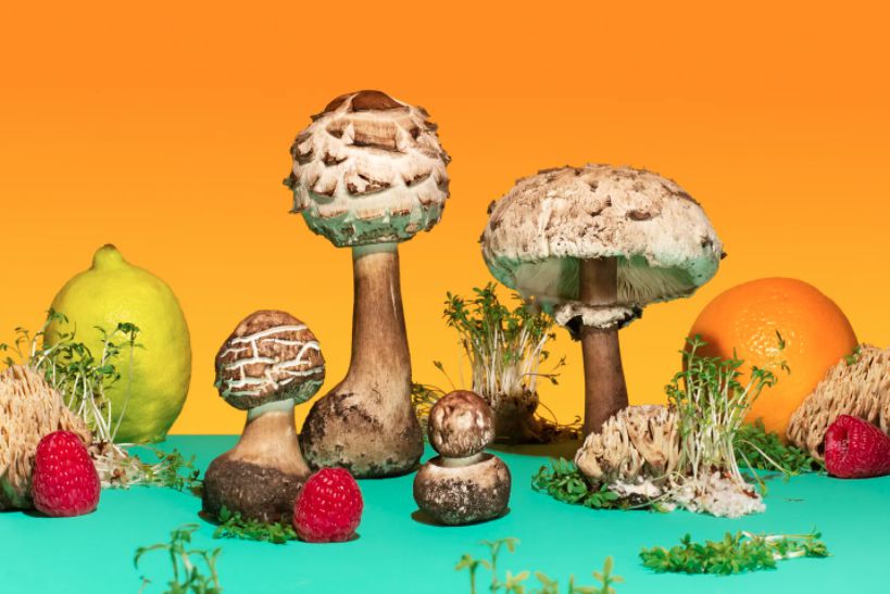各異其趣：食物攝影師_Phyllis_Ma_鏡頭下的奇幻蘑菇世界(4).jpg
