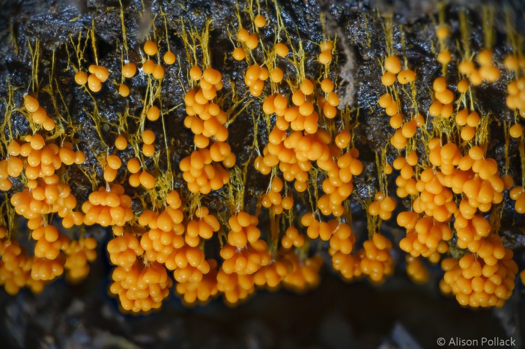 超微距攝影拍出蘑菇與粘菌的花花世界–Alison_Pollack_(5).jpg