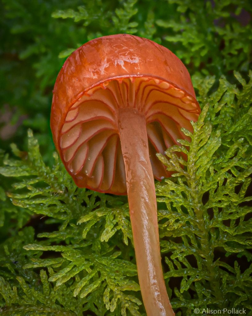超微距攝影拍出蘑菇與粘菌的花花世界–Alison_Pollack_(6).jpg
