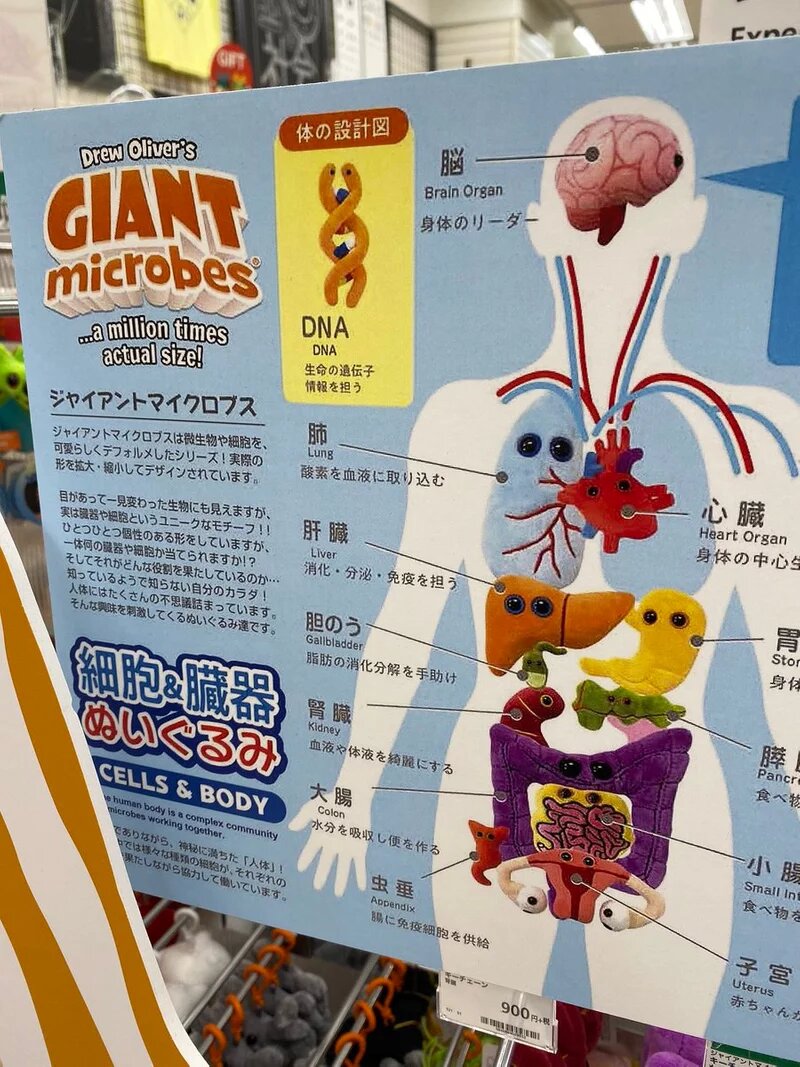 超魔性！日本商家販售「人類全身器官」娃娃獵奇到爆紅，首先你需要一個腦子嗎？(1).jpg