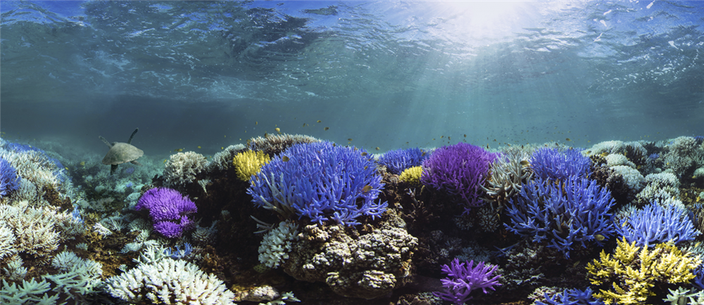 全新2019年度代表色？Pantone選出三款「絢麗卻致命」珊瑚色_警示全球暖化下的海洋危機04.png