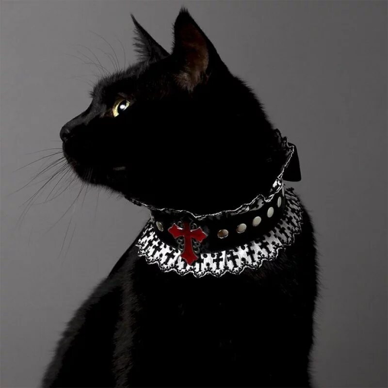 超高顏值「黑貓」被主人縫製各式領結，優雅時尚到爆紅出喵喵專屬寫真書！(6).jpg