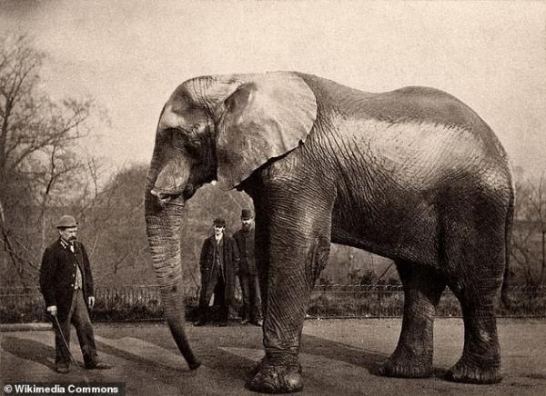 太悲傷！迪士尼《小飛象》真正歷史原型　被譽為「世界上最著名大象」卻度過最悽慘的一生⋯_(5).jpg