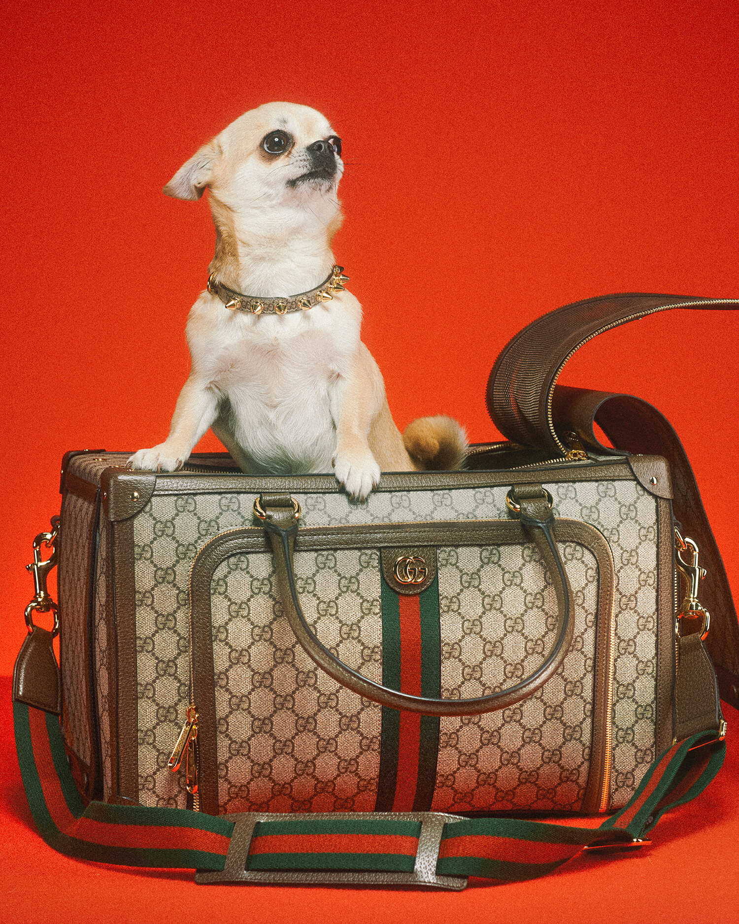 Gucci推出寵物系列_Jolin蔡依林兩愛犬搶先上貴氣禮服走秀_2.jpg