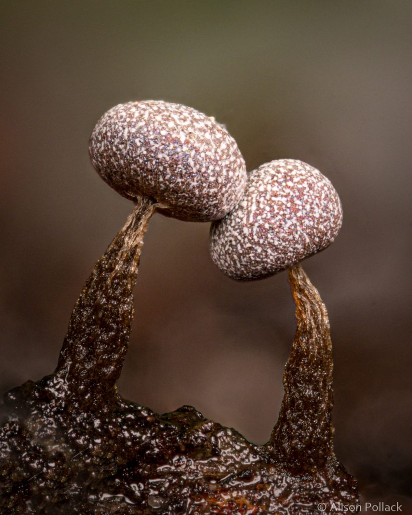 超微距攝影拍出蘑菇與粘菌的花花世界–Alison_Pollack_(1).jpg