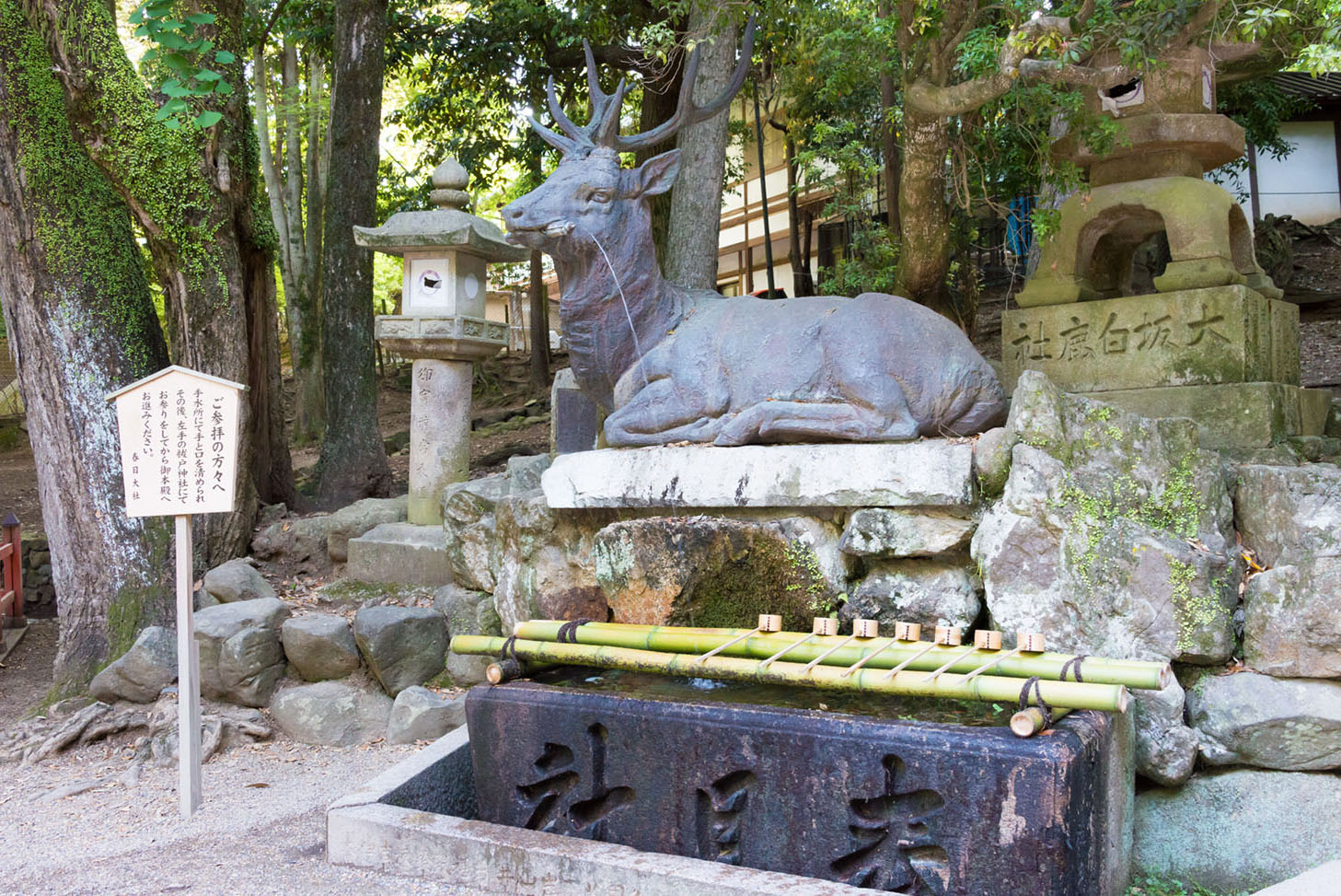 鹿仙貝早在300多年前就已存在！為什麼日本奈良有這麼多鹿？6.jpg