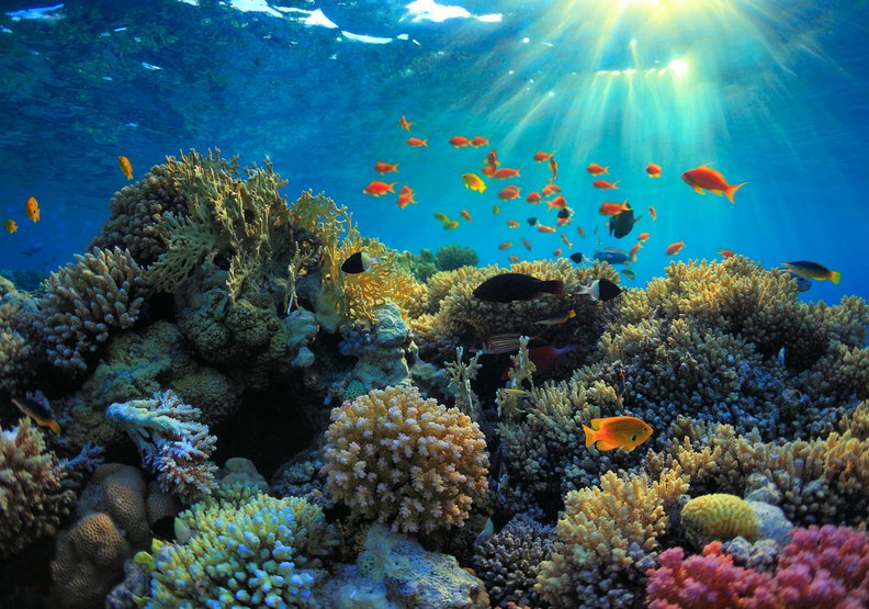 不讓化學物質汙染大海！帛琉成全球首個禁用防曬的國家_(4).jpg