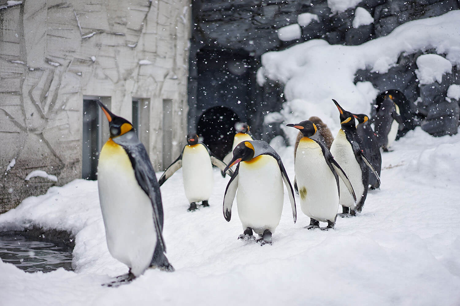 想幫企鵝減肥竟意外成為超人氣秀！那些一度可能消失的北海道熱門景點4.jpg