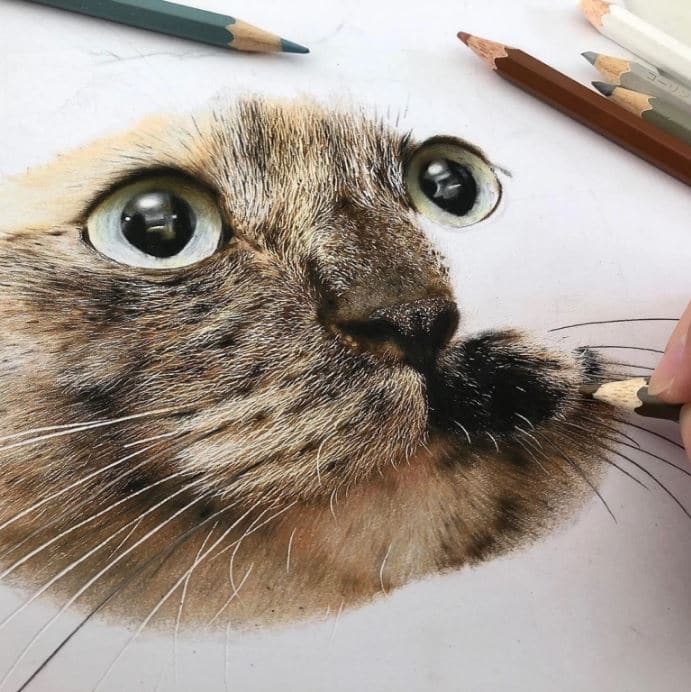 色鉛筆畫出來的照片！日本藝術家工藤陽輝的超寫實貓咪繪畫(3).jpg