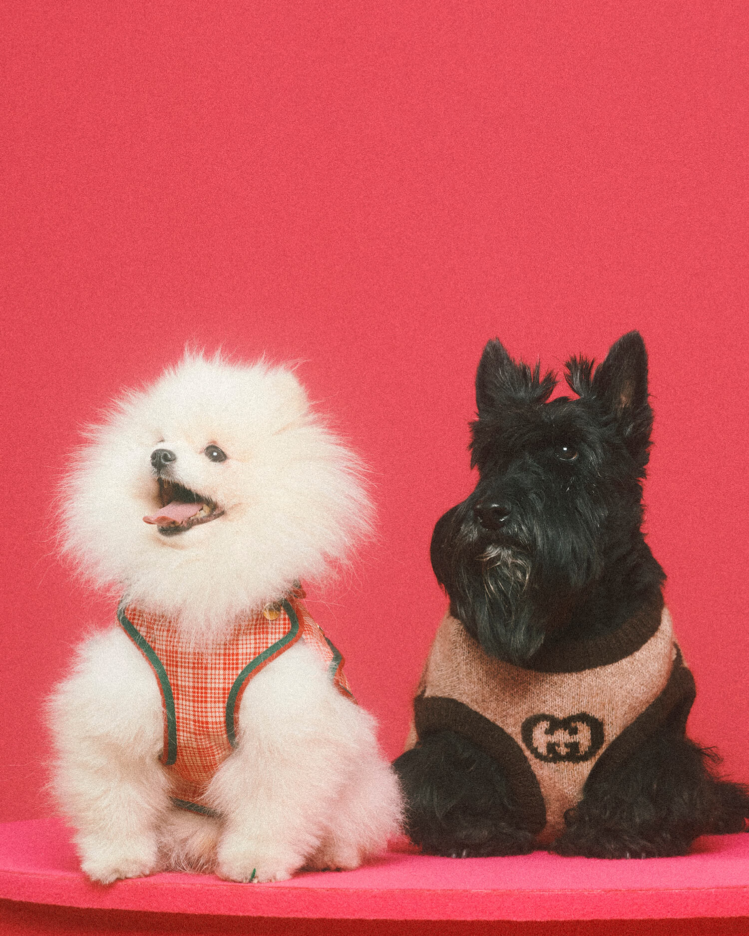 Gucci推出寵物系列_Jolin蔡依林兩愛犬搶先上貴氣禮服走秀_13.jpg